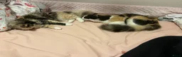 Ragdoll cats for sale: Beautiful main coon x ragdoll kittens  in Daventry - Advert 6