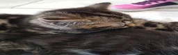 Mixed Breed cats for sale: Kittens ready now,  - Advert 14