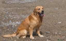Golden Retriever dogs for stud: Fully health tested golden retriever stud dog in Bridgend - Image 2