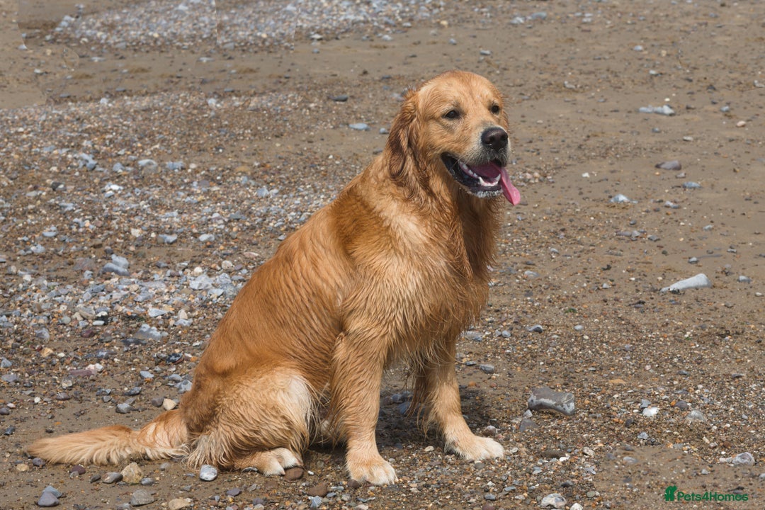 Golden Retriever dogs for stud: Fully health tested golden retriever stud dog in Bridgend - Image 2