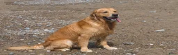 Golden Retriever dogs for stud: Fully health tested golden retriever stud dog in Bridgend - Advert 2