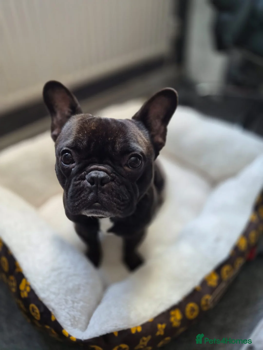 French Bulldog dogs for sale: Lovely french bulldog  - Advert 1