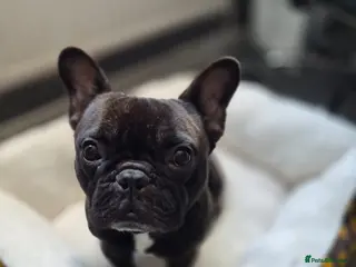 French Bulldog dogs Lovely french bulldog - Advert 1