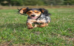 Sprocker dogs for sale: Sprocker puppies - Image 8