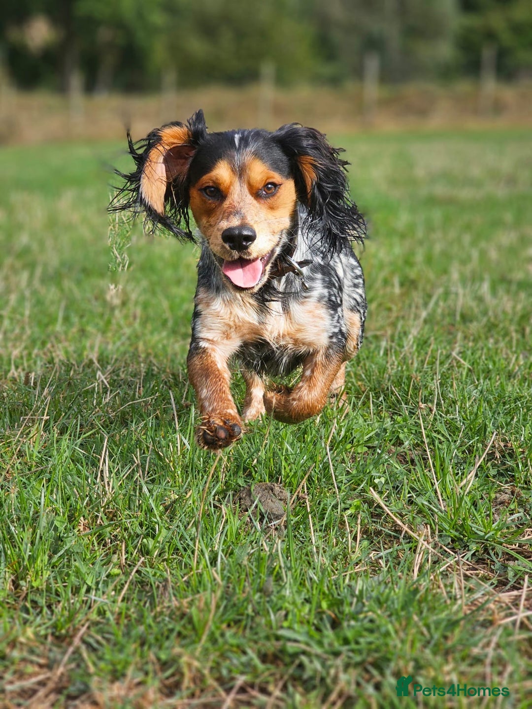 Sprocker dogs for sale: Sprocker puppies - Image 8