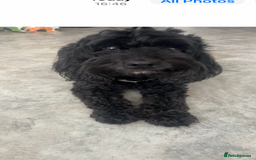 Cockapoo dogs for sale: Miniature cockapoo - Image 1