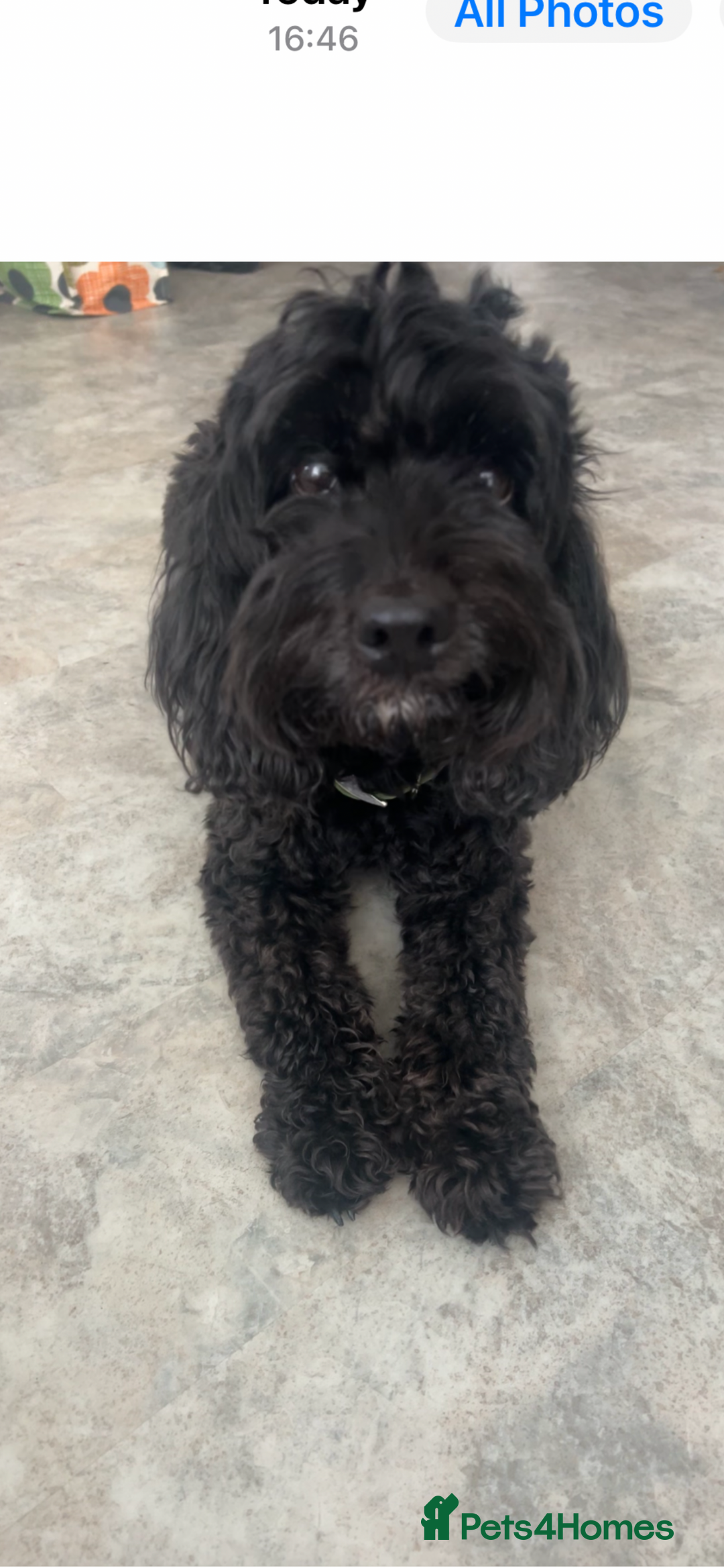 Cockapoo dogs for sale: Miniature cockapoo - Image 1