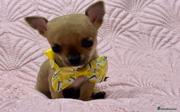 Chihuahua dogs for sale: Chihuahua pup  - Image 6