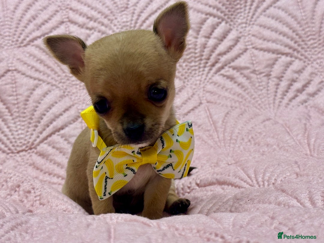 Chihuahua dogs for sale: Chihuahua pup  - Image 6