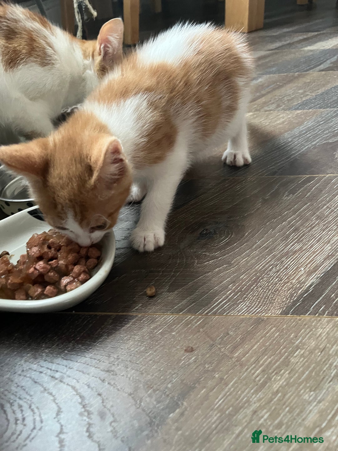 British Shorthair cats for sale: LAST KITTEN REMAINING READY TO GO!  - Image 7