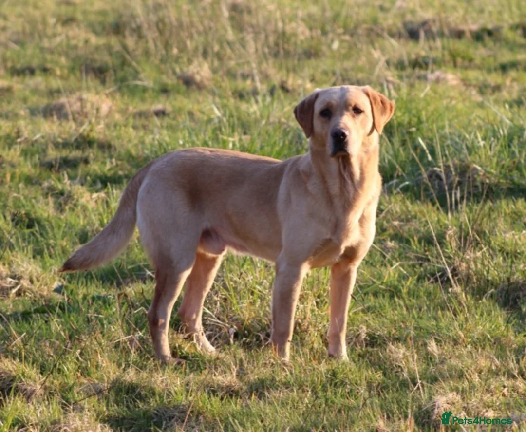 Labrador Retriever dogs for stud: Extensively Health Tested Yellow Labrador Stud in Totnes - Advert 9