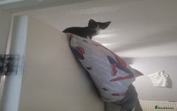 Mixed Breed cats for sale: 2 beautiful kittens - Image 3