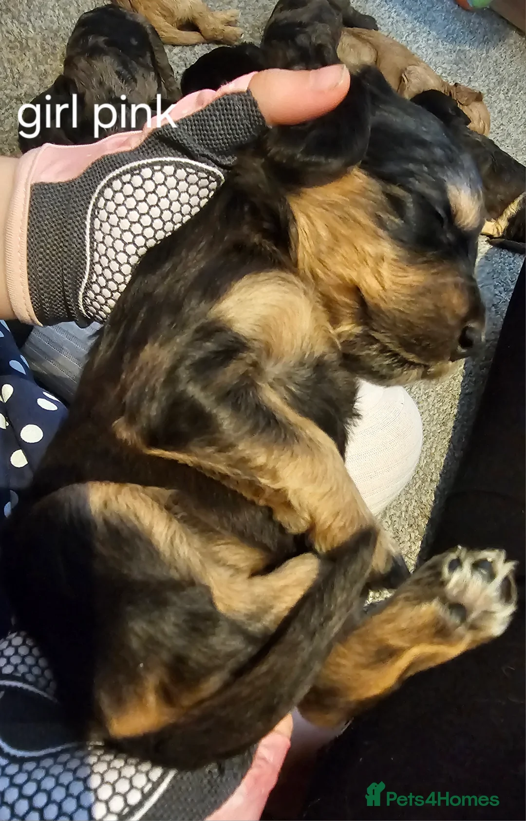 Cockapoo dogs for sale: Beautiful F1 cockapoo puppies ..6 girls 4 boys - Advert 33