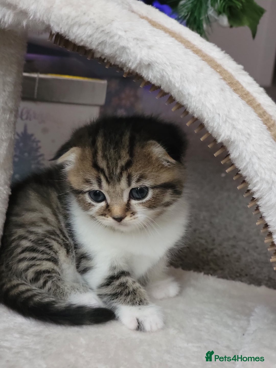 Scottish Fold cats for sale: Scottish fold - Advert 28