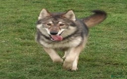 German Shepherd dogs for sale: RARE TAMASKAN PUPS. EMBARK PEDIGREE AND REGISTERED - Image 9
