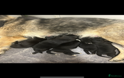 Mixed Breed dogs for sale: Gorgeous shollies - German x collie  - Image 8