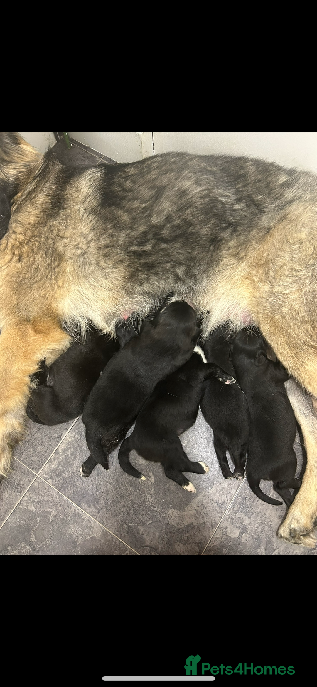 Mixed Breed dogs for sale: Gorgeous shollies - German x collie  - Image 8