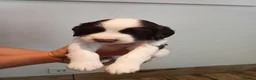 Sprocker dogs for sale: Beautiful Sprocker puppies for sale - Advert 13