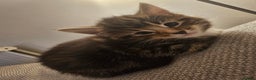 Mixed Breed cats for sale: Part Maine Coon - Advert 24