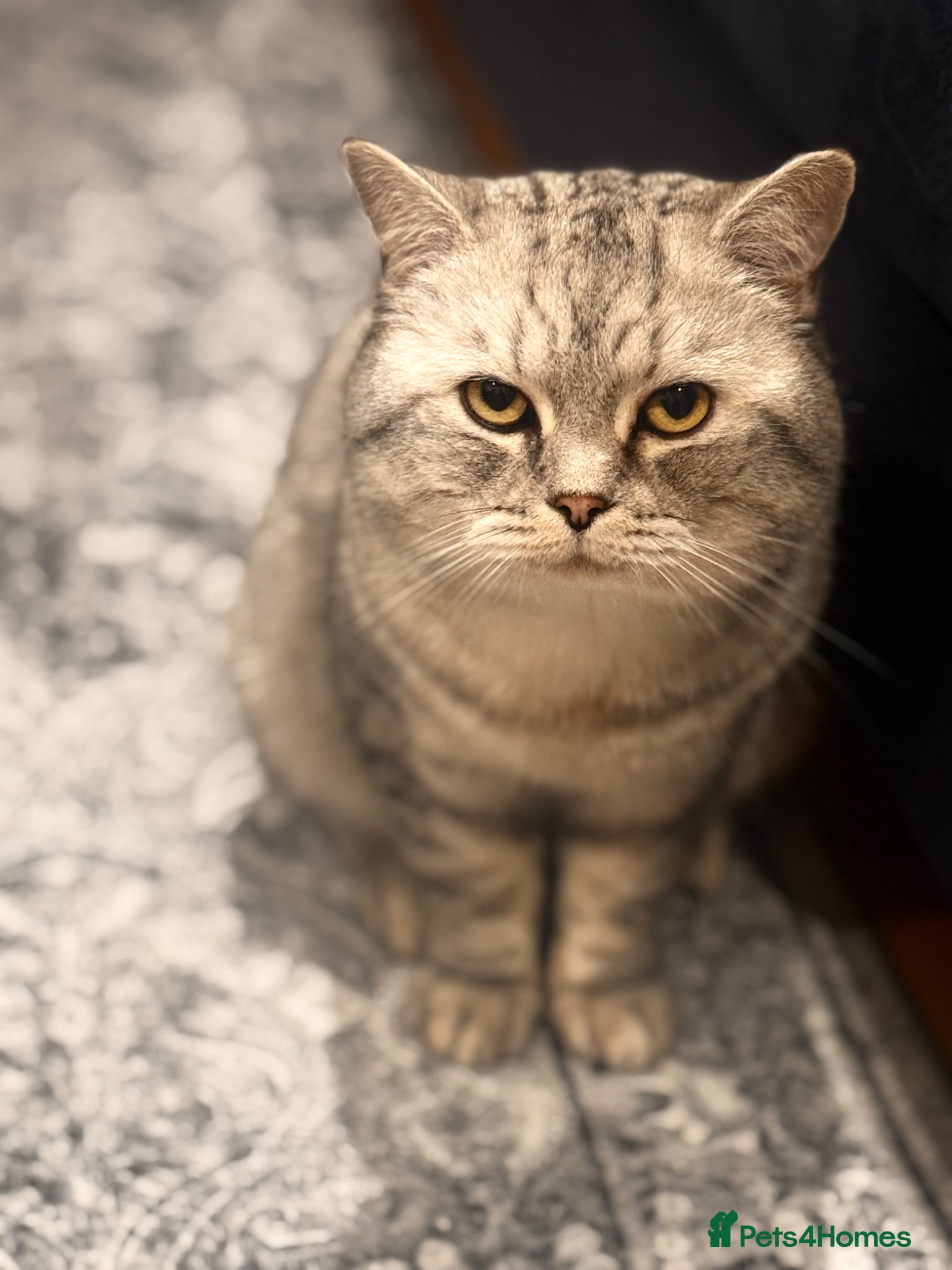 British Shorthair cats Loving 2Year Old Tyler Looking for a New Home 🐾 - Advert 1