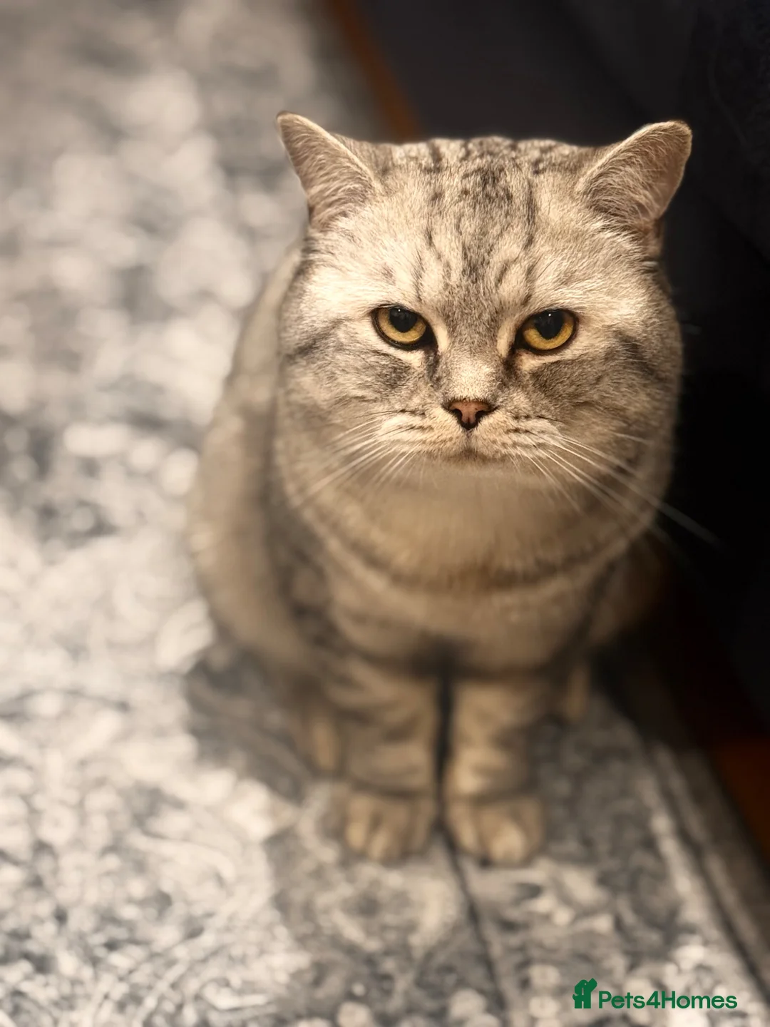 British Shorthair cats for sale: Loving 2Year Old Tyler Looking for a New Home 🐾 - Advert 1