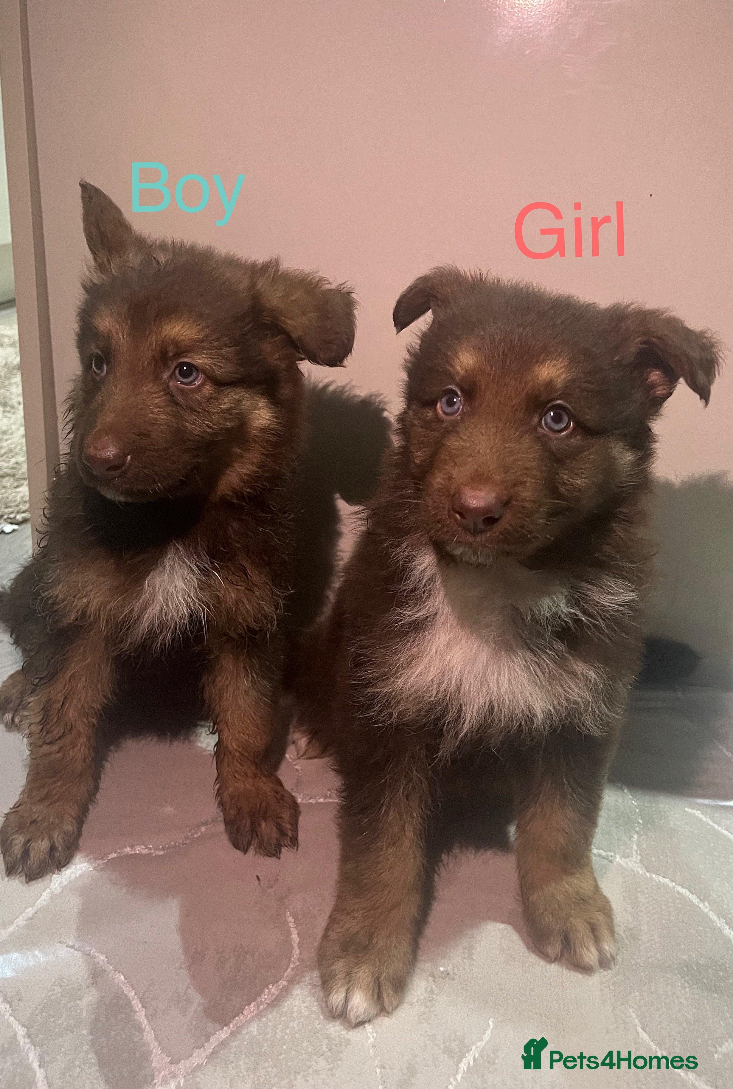 German Shepherd dogs 4 beautiful German shepherd  - Advert 13