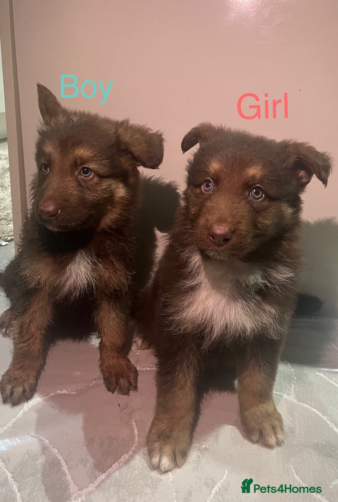 German Shepherd dogs for sale: 4 beautiful German shepherd  - Advert 1