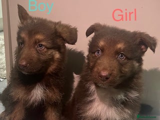 German Shepherd dogs 4 beautiful German shepherd - Advert 11