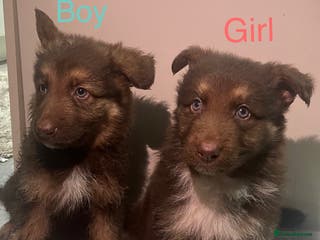 German Shepherd dogs 4 beautiful German shepherd - Advert 5