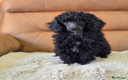 Toy Poodle dogs for sale: Stunning tiny Black girl Toy Poodle - Image 8