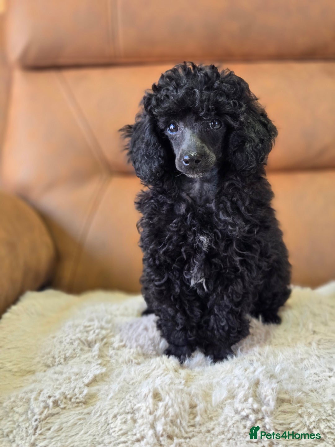 Toy Poodle dogs for sale: Stunning tiny Black girl Toy Poodle - Image 8