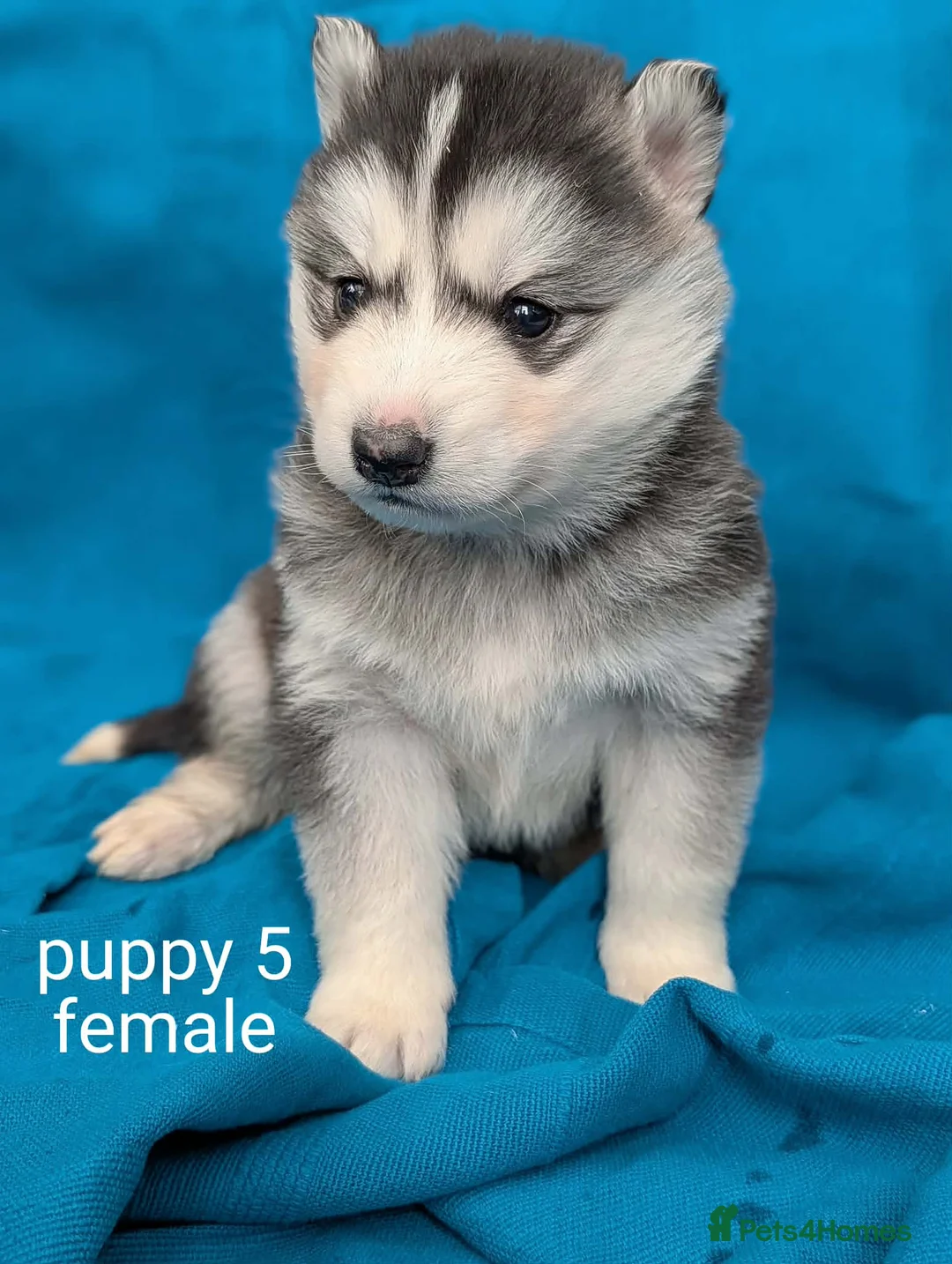 Siberian Husky dogs for sale: 6 beautiful Siberian Huskies  1 available  - Advert 12