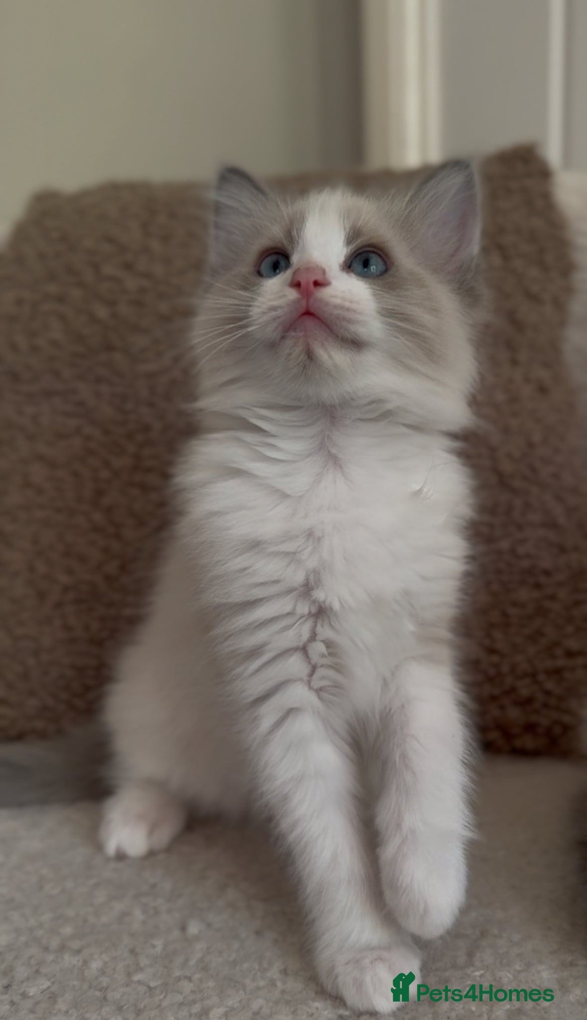 Ragdoll cats 4 male ragdolls ready soon ❤️ - Advert 1
