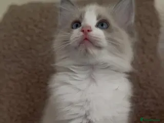 Ragdoll cats 4 male ragdolls ready soon ❤️ - Advert 1
