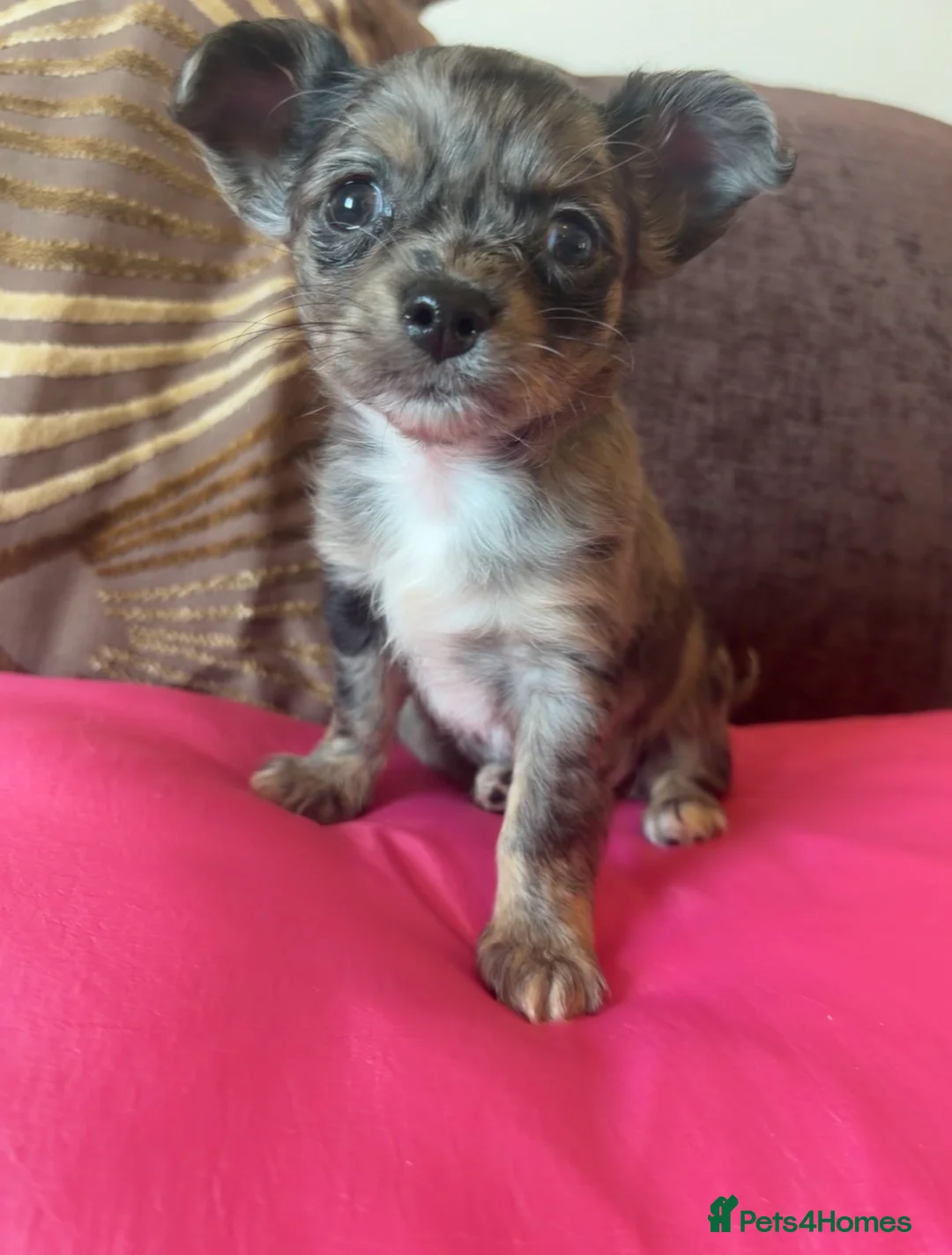 Chihuahua dogs for sale: Beautiful Long haired Merle chihuahua female pups in Nottingham - Advert 2