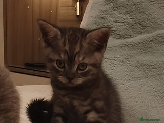 Scottish Fold cats 😻 Scottish Fold x British short hair Kittens 😻 - Advert 10