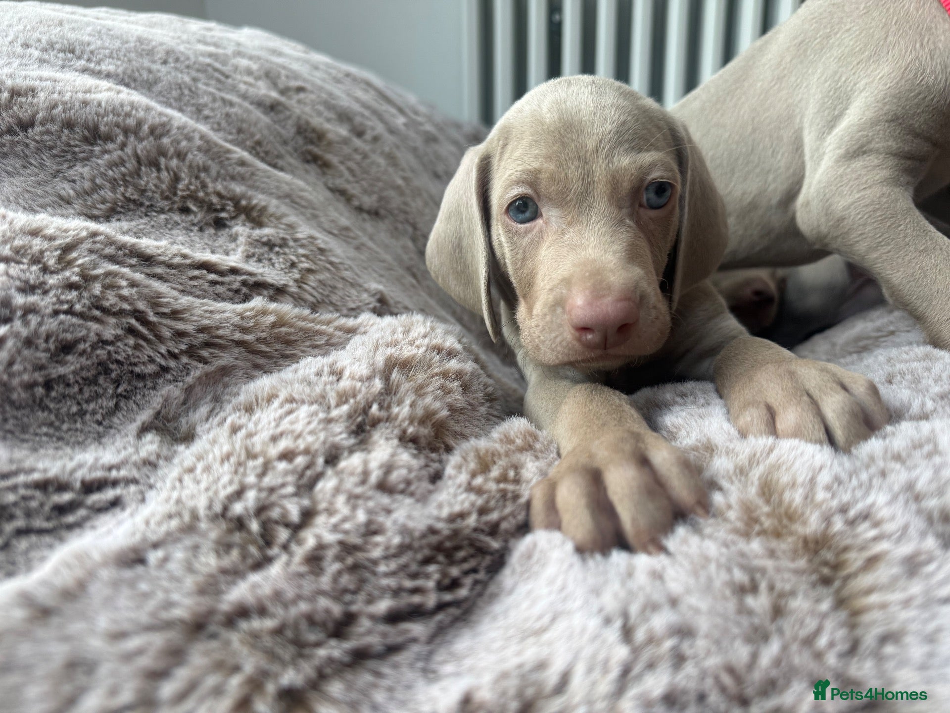 Weimaraner dogs Superb Gunalt Bloodlines & Excellent Temperament - Advert 2