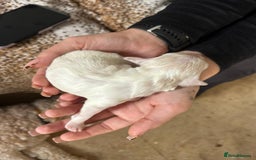 Cockapoo dogs for sale: F1b cockerpoo puppies - Image 12