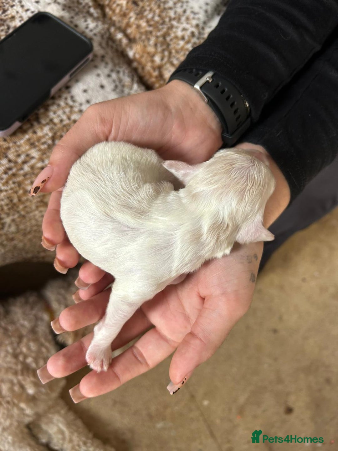 Cockapoo dogs for sale: F1b cockerpoo puppies - Image 12