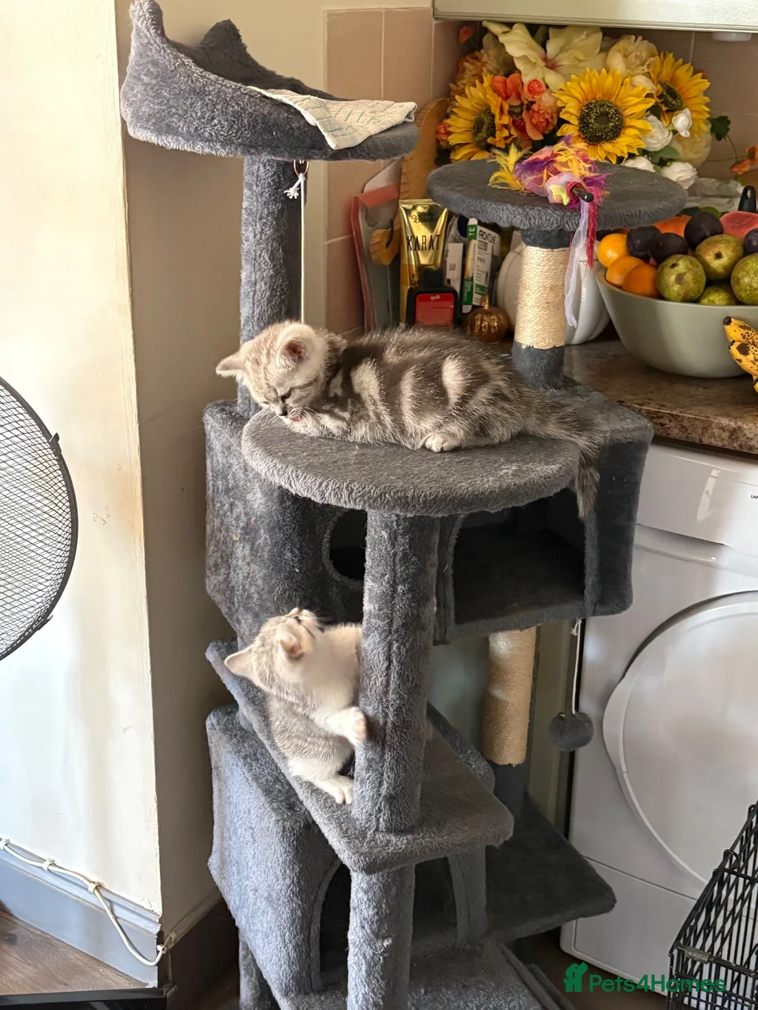 British Shorthair cats for sale: Two British shorthair male kittens for sale  - Advert 2