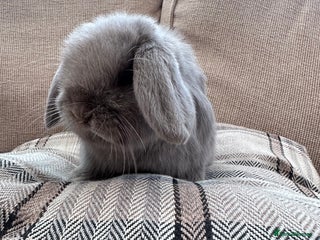 Mini Lop rabbits Mini lop baby rabbits - Advert 1