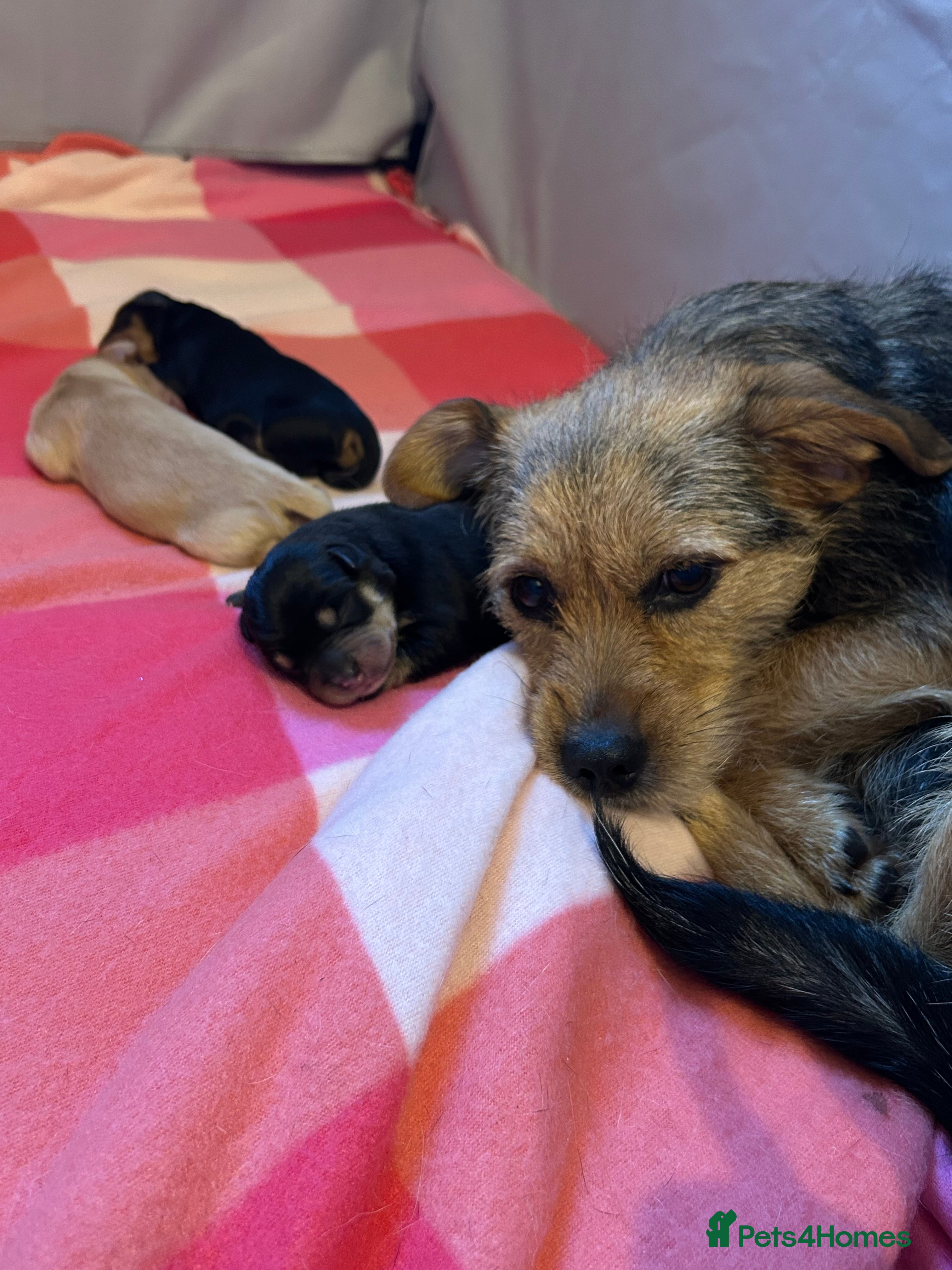 Mixed Breed dogs Beautiful Terrier Mix Puppies  - Advert 1