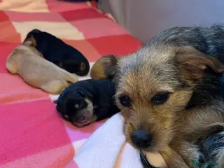 Mixed Breed dogs Beautiful Terrier Mix Puppies - Advert 1