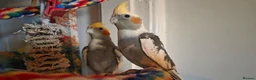 Cockatiels birds for sale: Hand tamed 2 baby cockatiels available  - Advert 11