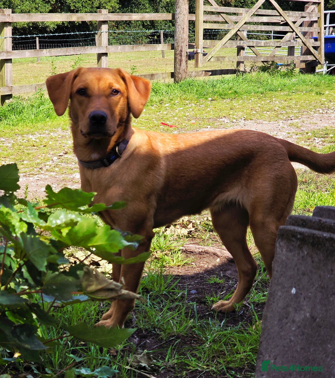 Labrador Retriever dogs for sale: Beautiful labrador Girl - Image 8