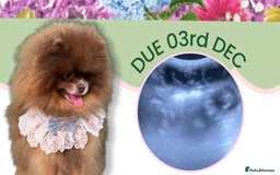 Pomeranian dogs for sale: 💛WAITING LIST NOW OPEN💛 - Image 2