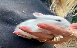 Mini Lion Lop rabbits for sale: Baby bunnies mini lion lops ready now  - Image 34