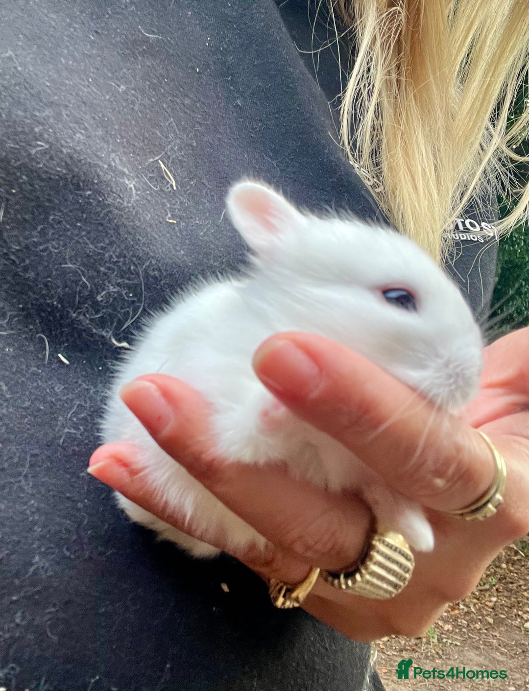 Mini Lion Lop rabbits for sale: Baby bunnies mini lion lops ready now  - Image 34