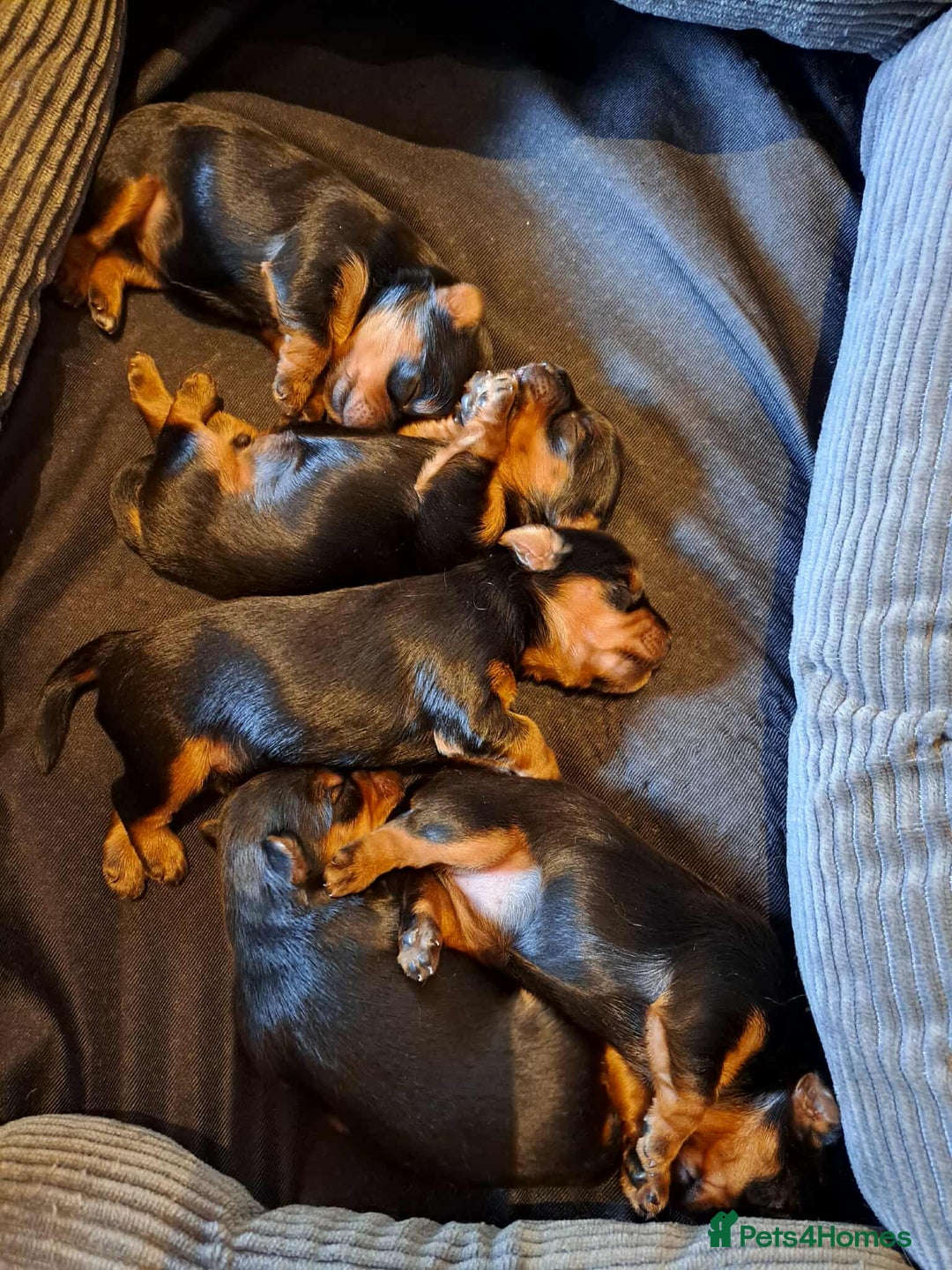 Yorkshire Terrier dogs for sale: Miniature Yorkshire terrier puppies - Image 3