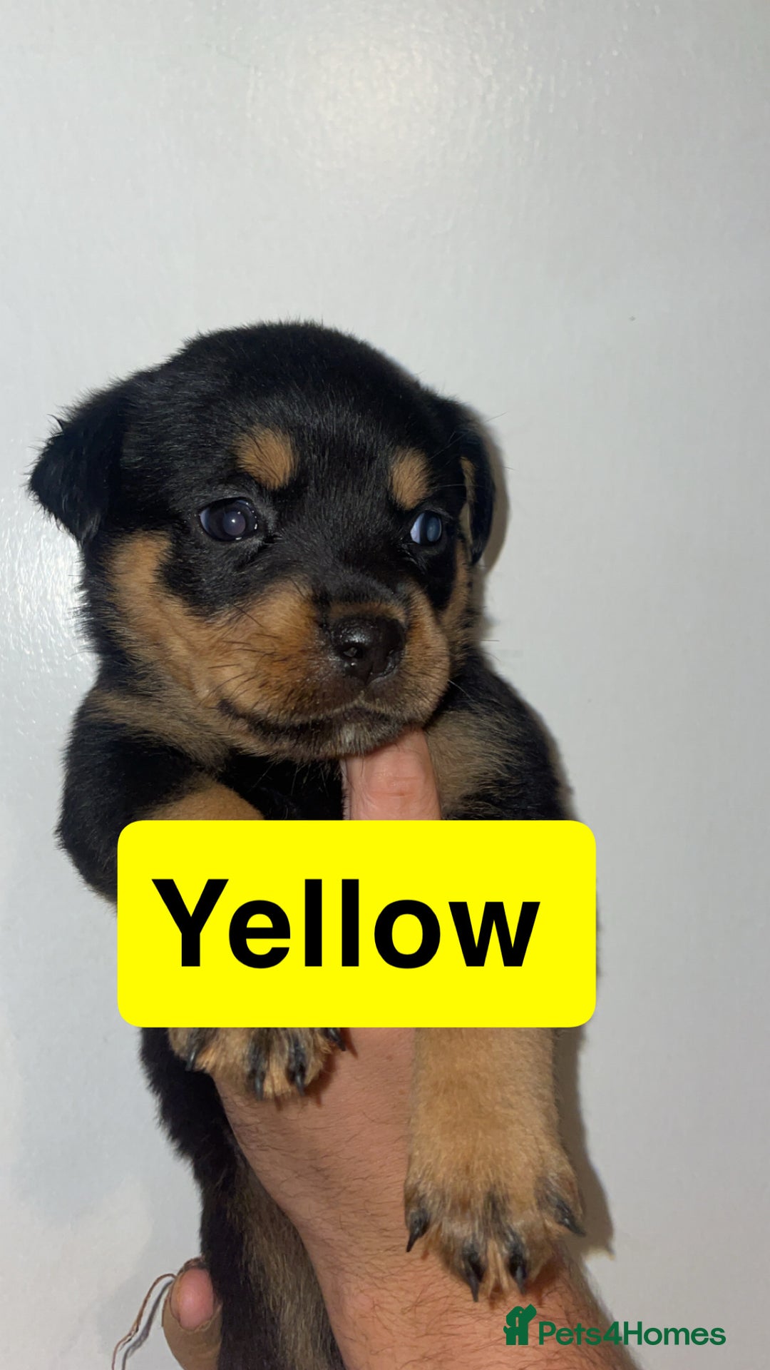 Rottweiler dogs for sale: 11 Chucky Rottweiler puppies for sale  - Image 24
